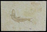 Jurassic Fossil Fish (Leptoleptis) - Solnhofen Limestone #112699-1